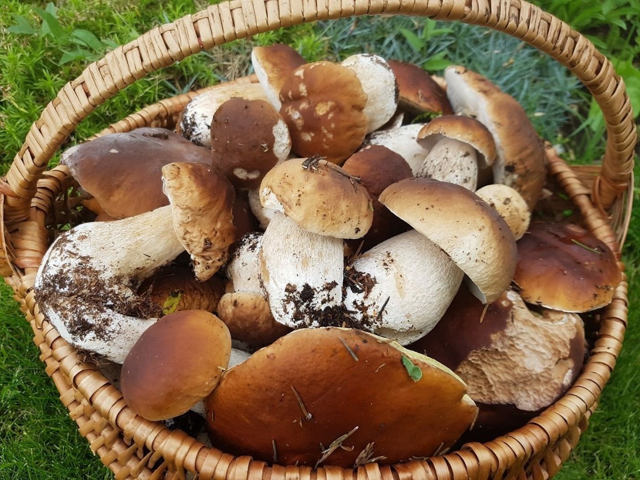 Корзинка с белыми грибами