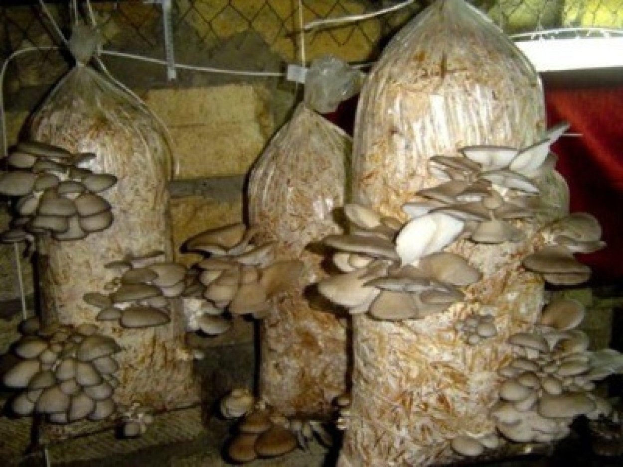 Собираемся за грибами