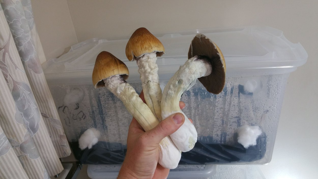 Грибные места