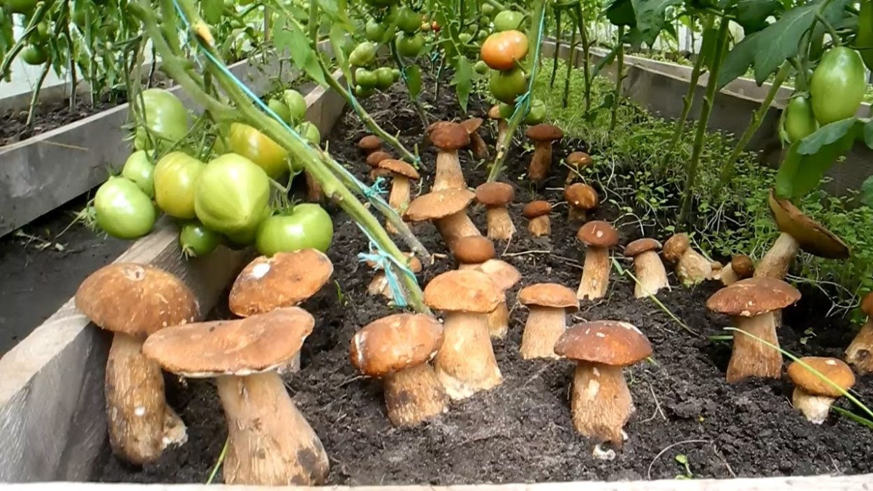 Мицелий белых грибов