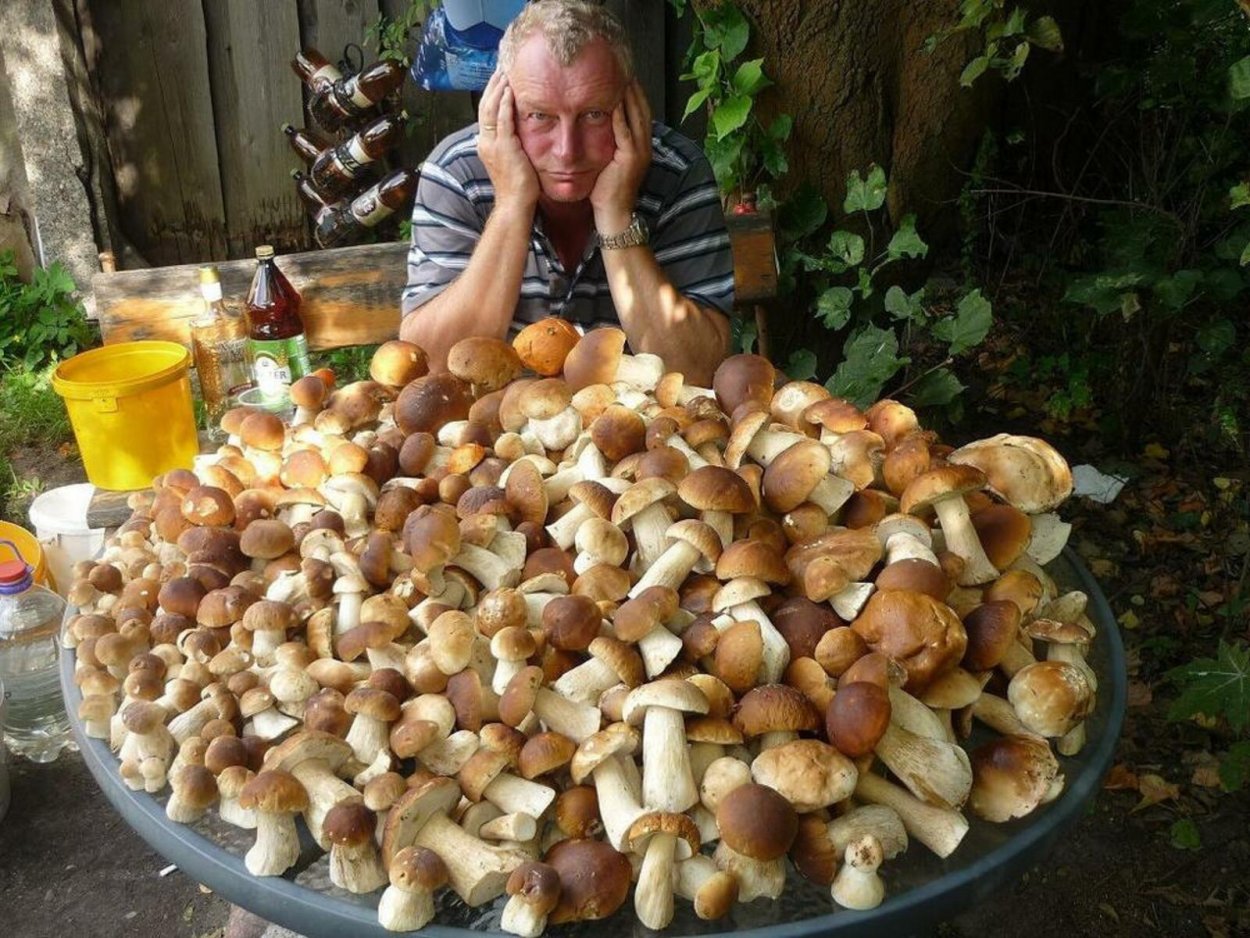 Большие белые грибы