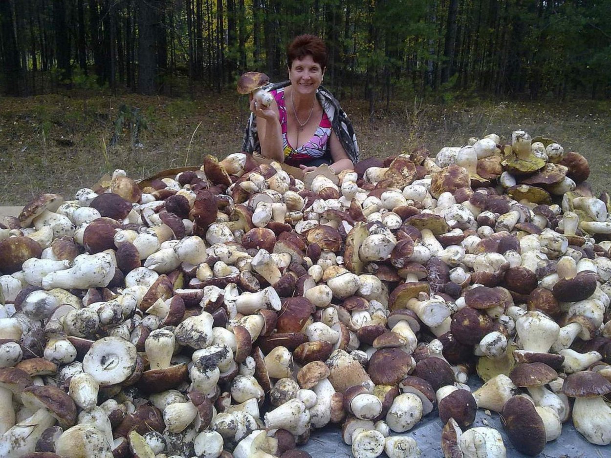 Куча белых грибов