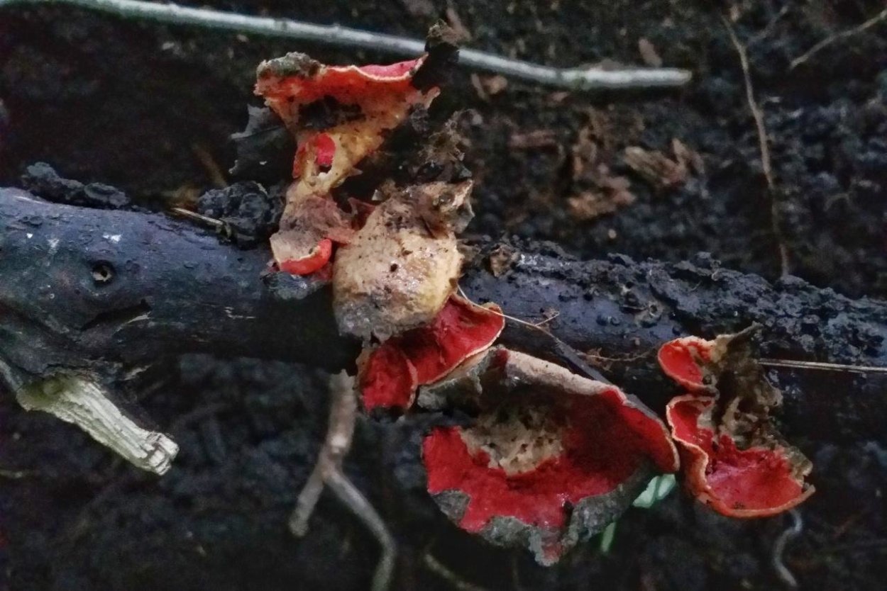 Саркосцифа Западная (Sarcoscypha occidentalis
