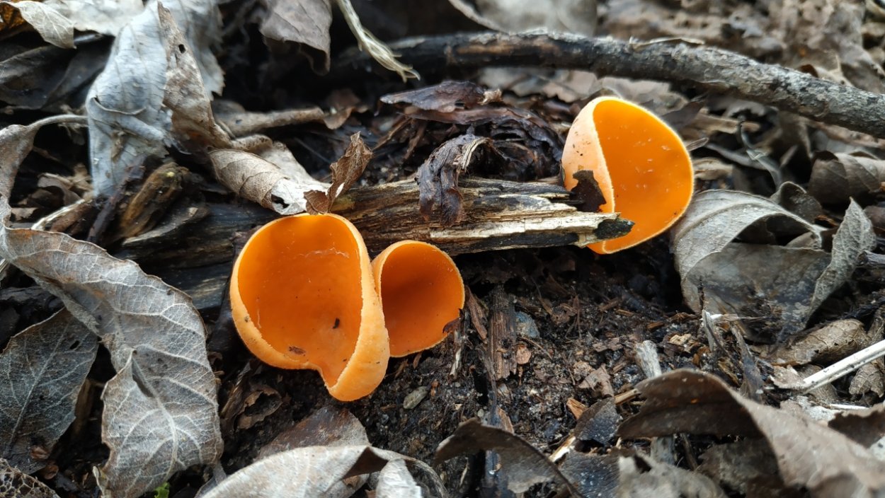 Саркосцифа Западная (Sarcoscypha occidentalis