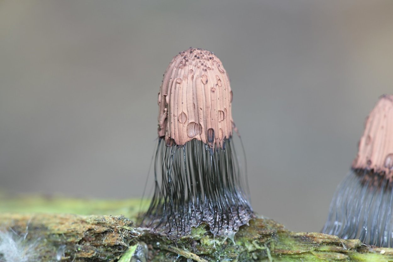 Stemonitis Fusca