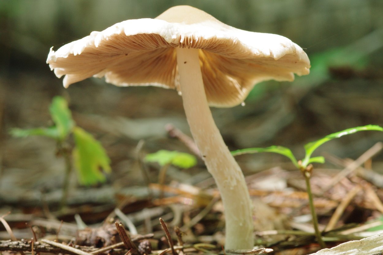 Among us Mushroom