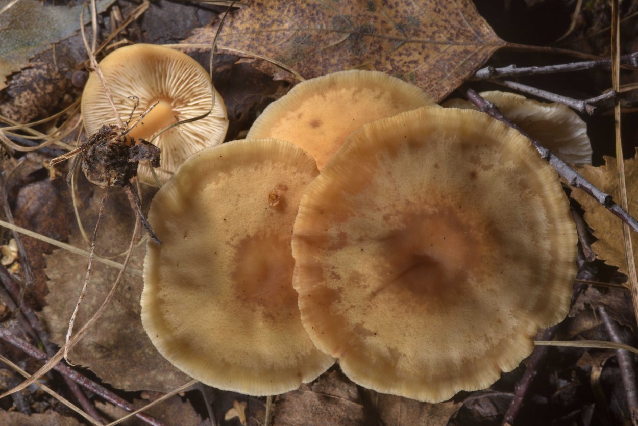 Коллибия скученная