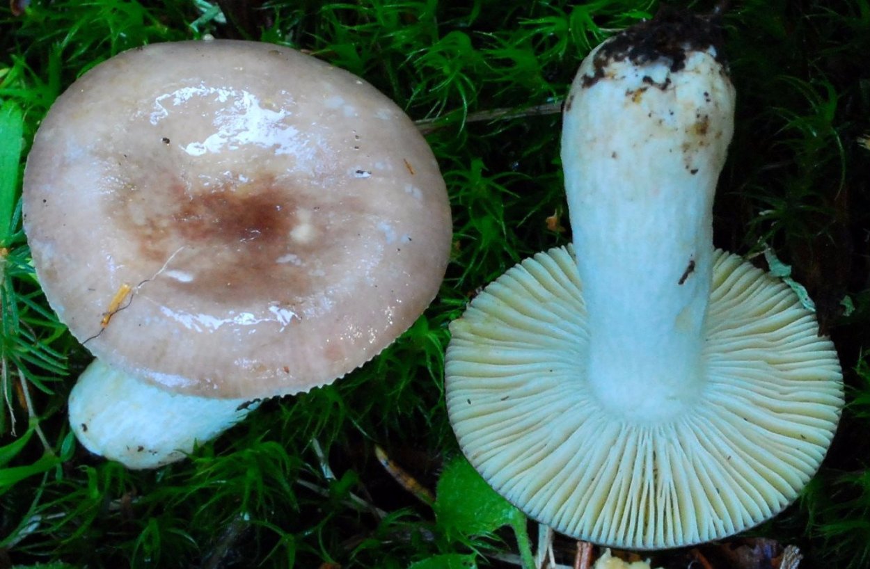 Сыроежка пластинчатый гриб