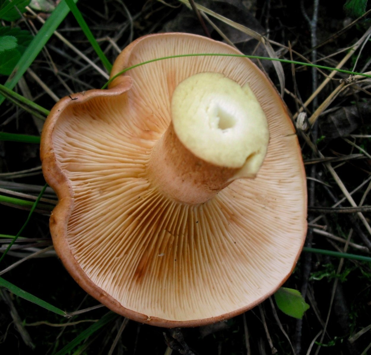 Рядовка золотистая Tricholoma aurantium
