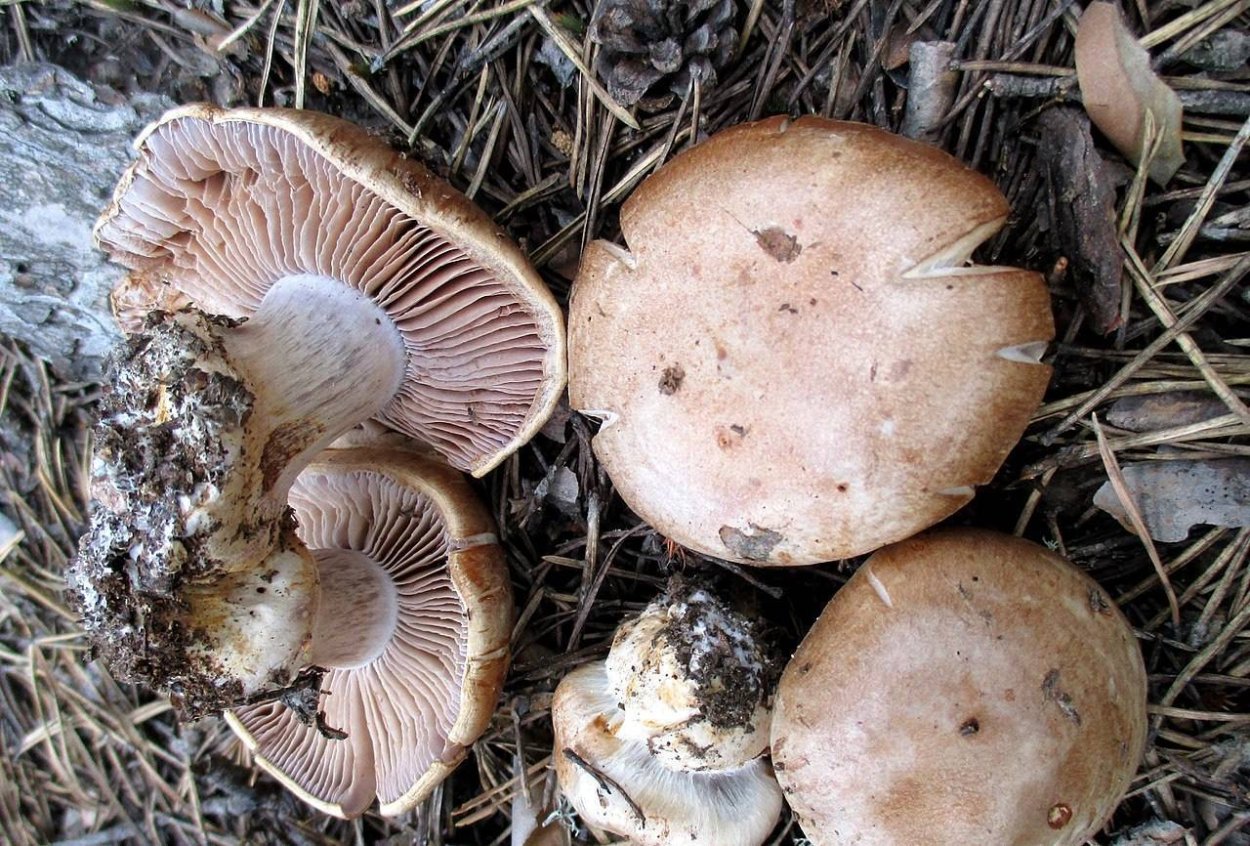 Паутинник пластинчатый