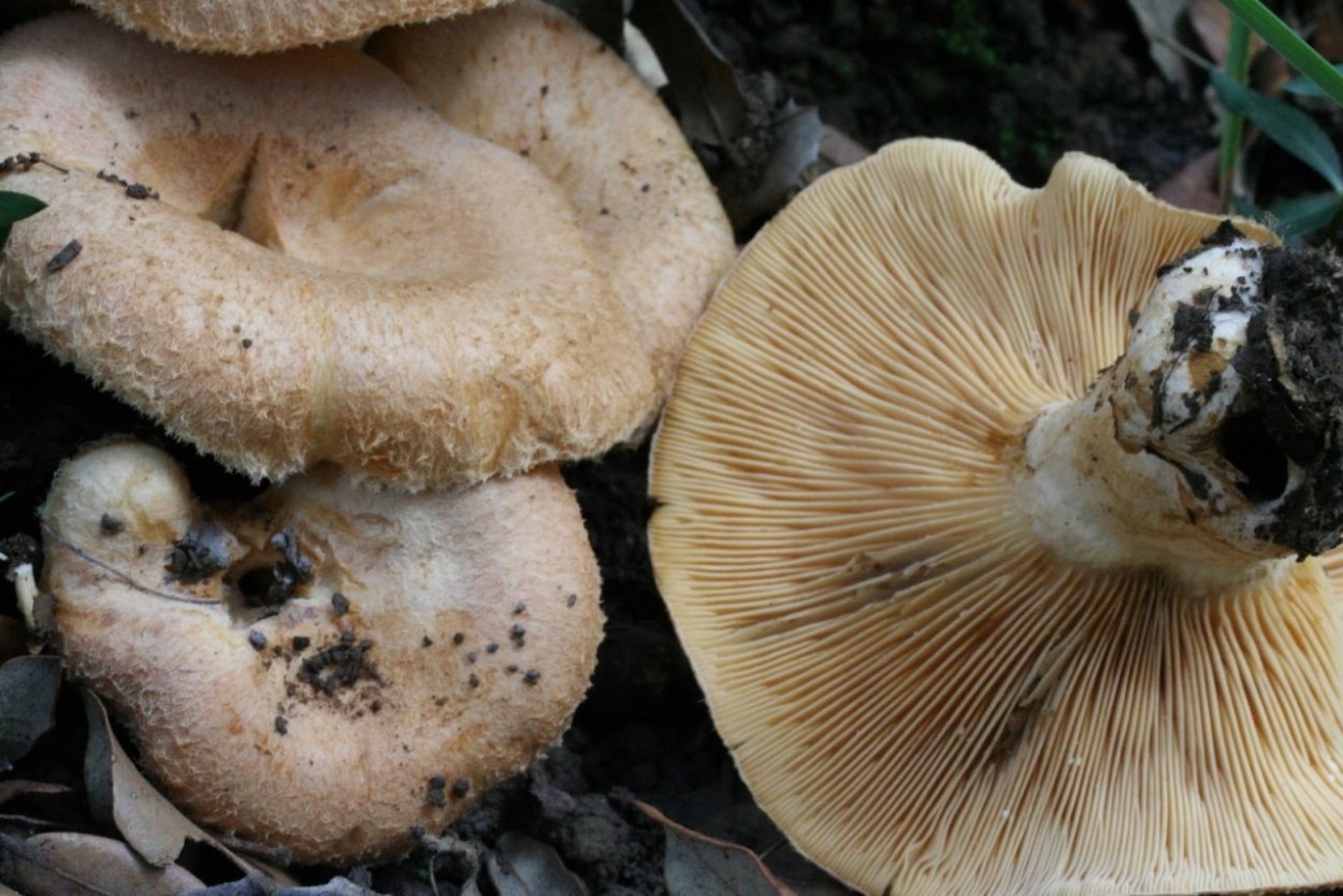 Млечник беззоновый