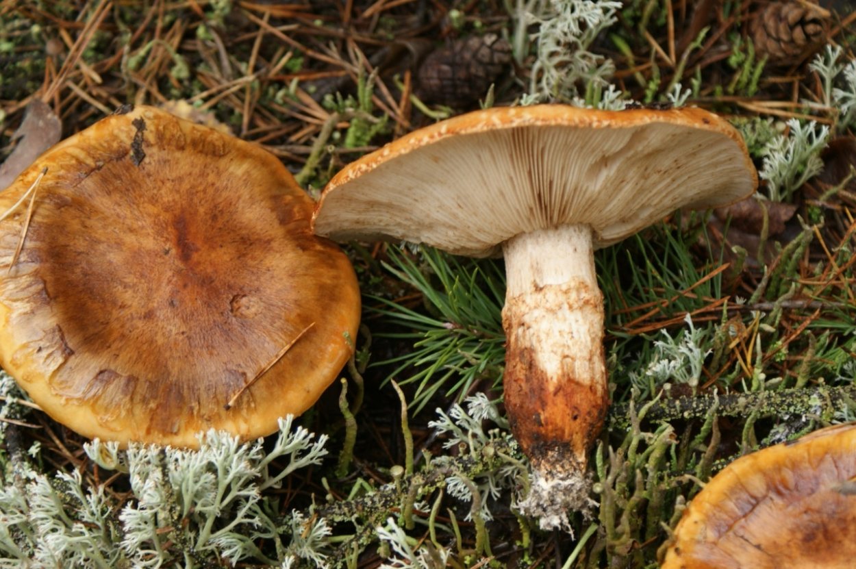 Рядовки опенковидные