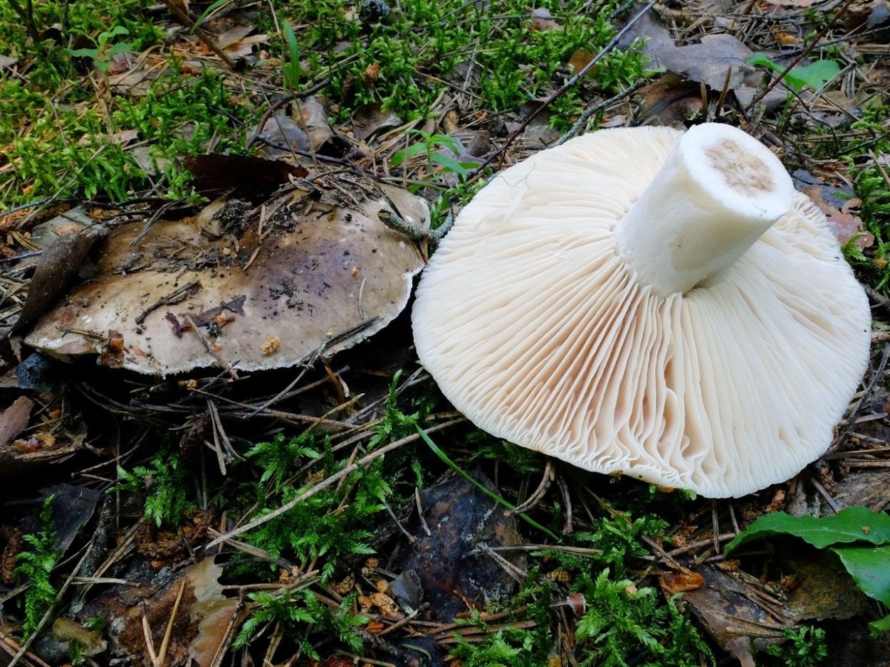 Подгруздок чёрный Russula adusta.