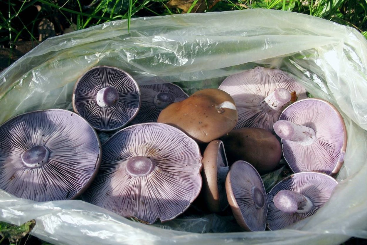 Гриб рядовка фиолетовая