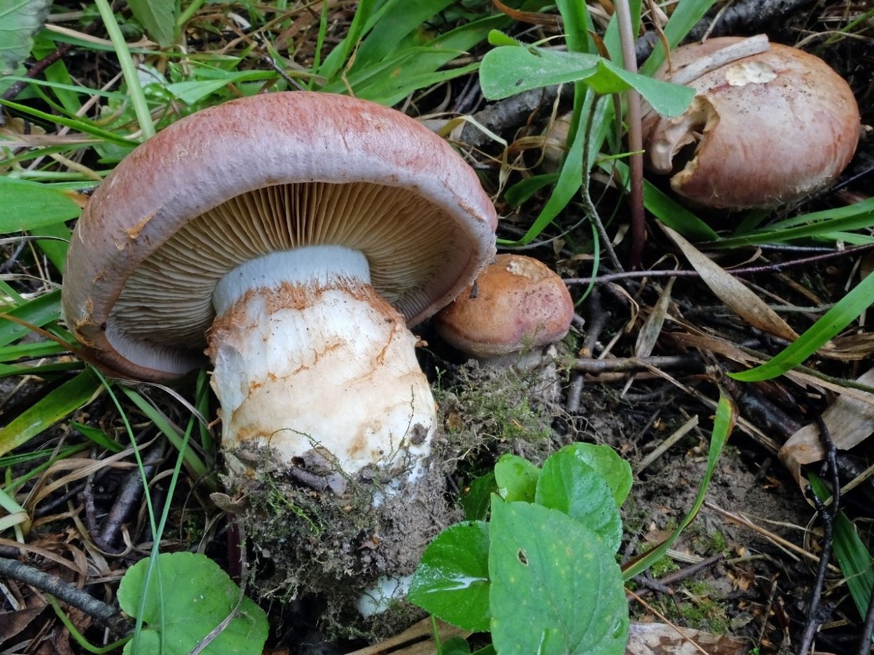 Cortinarius balteatocumatilis