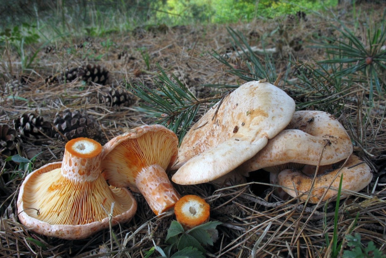 Рыжики грибы в Сибири