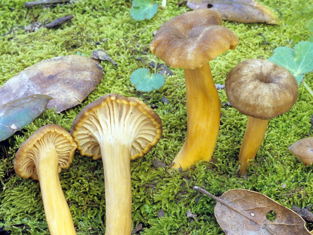 Craterellus fungi