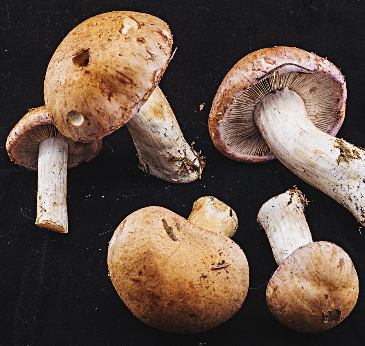 Рядовка паутинник