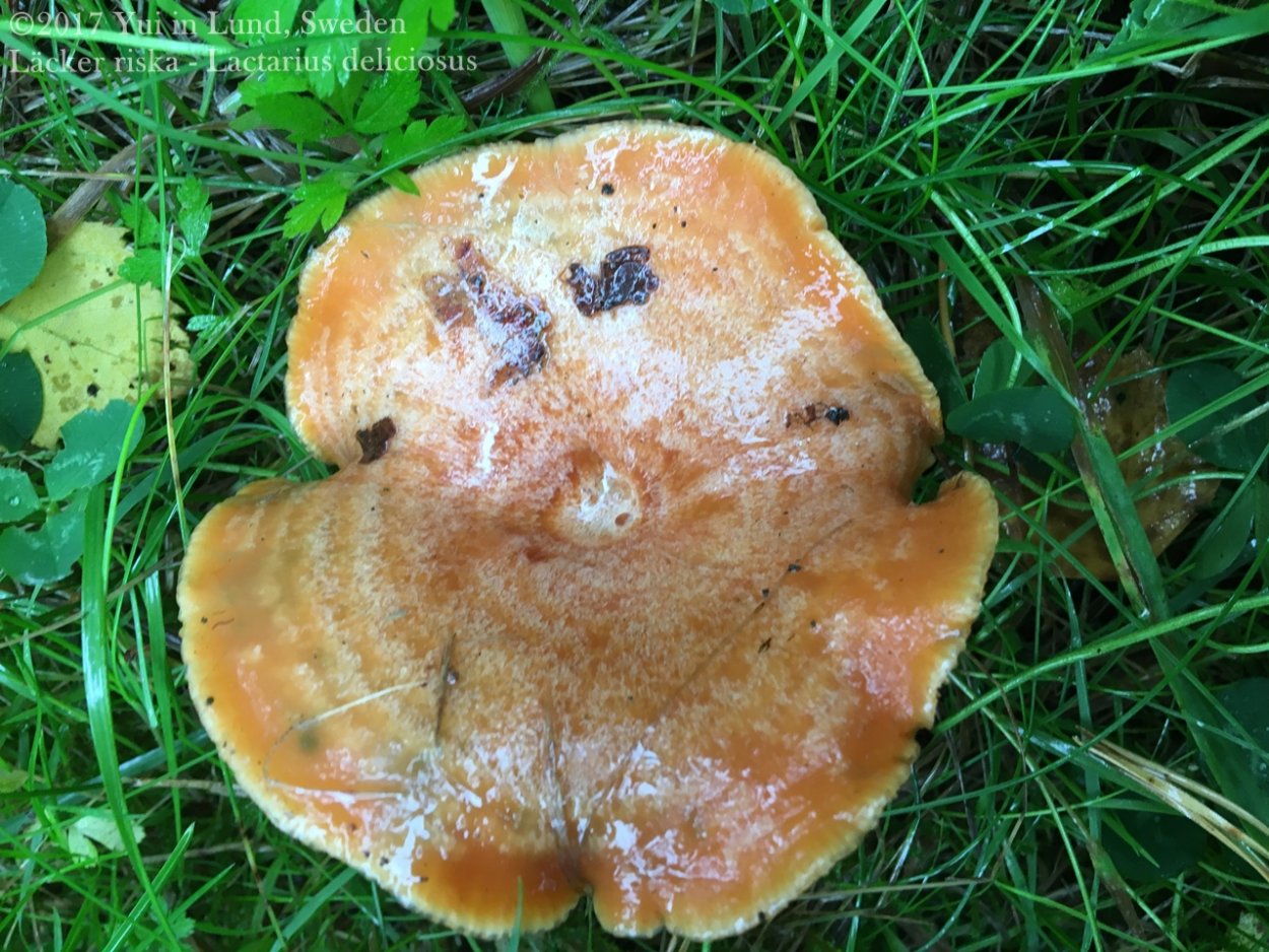 Оранжевые пластинчатые грибы на толстой ножке