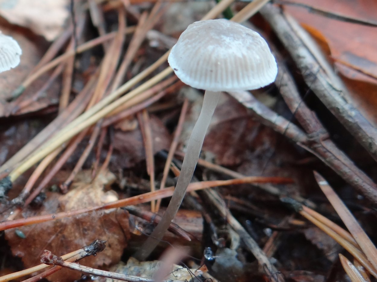 Agaricus muscarius — красный мухомор