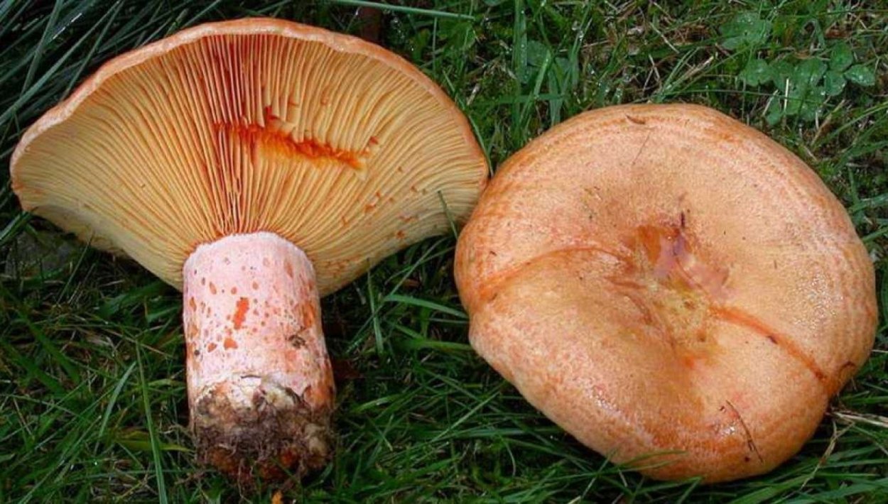 Паутинник фиолетовый гриб