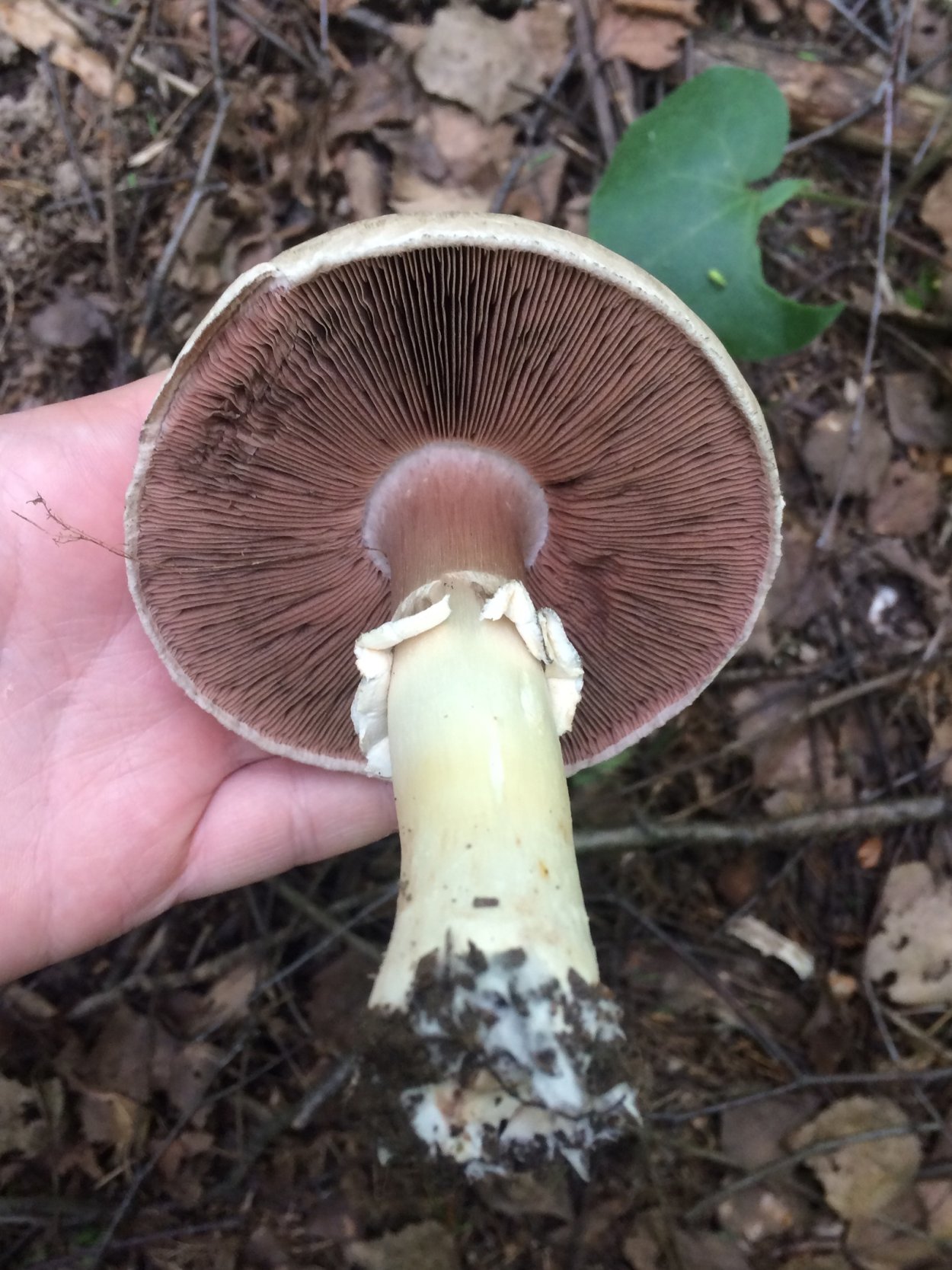 Поплавок белый Amanita Alba