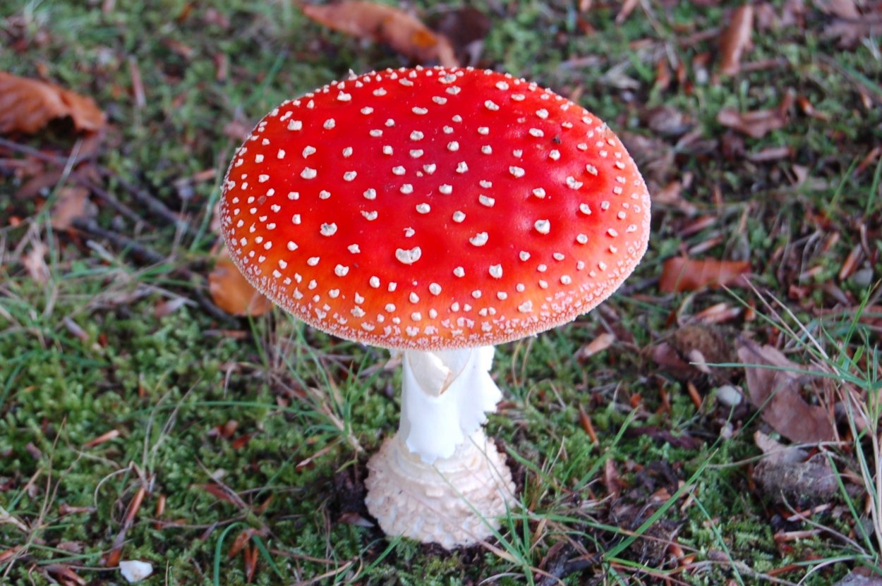 Leucoagaricus naucinus