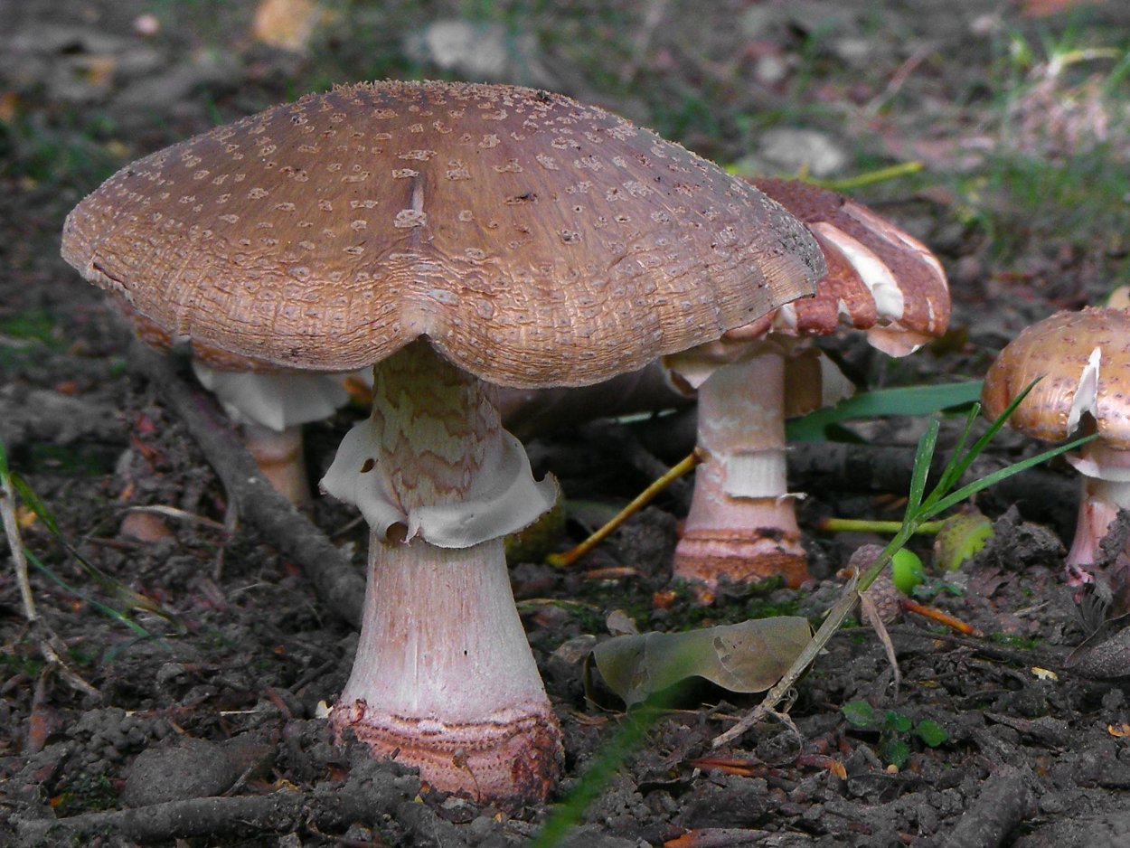 Шампиньон двуспоровый (Agaricus bisporus)