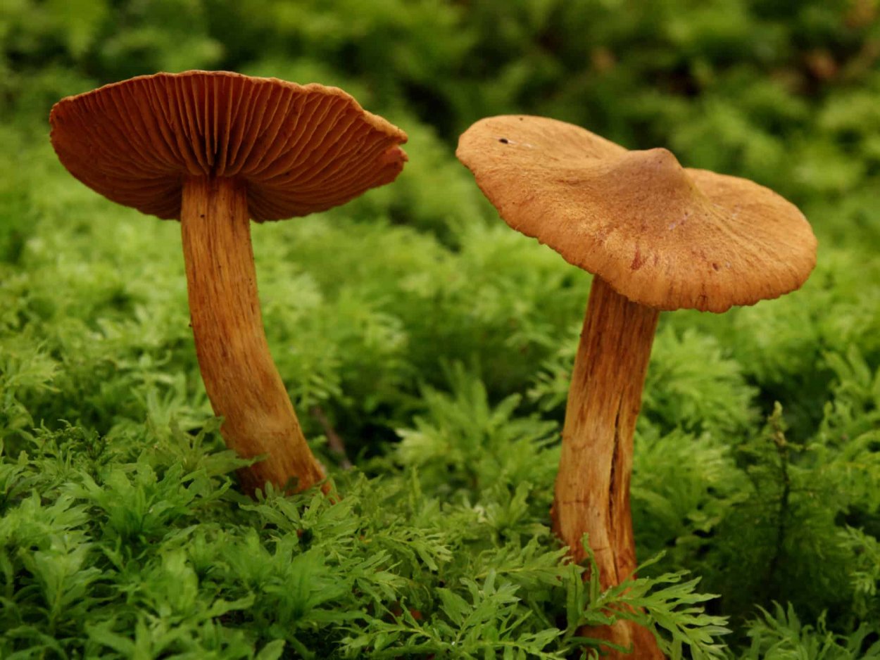 Маслёнок настоящий Suillus luteus
