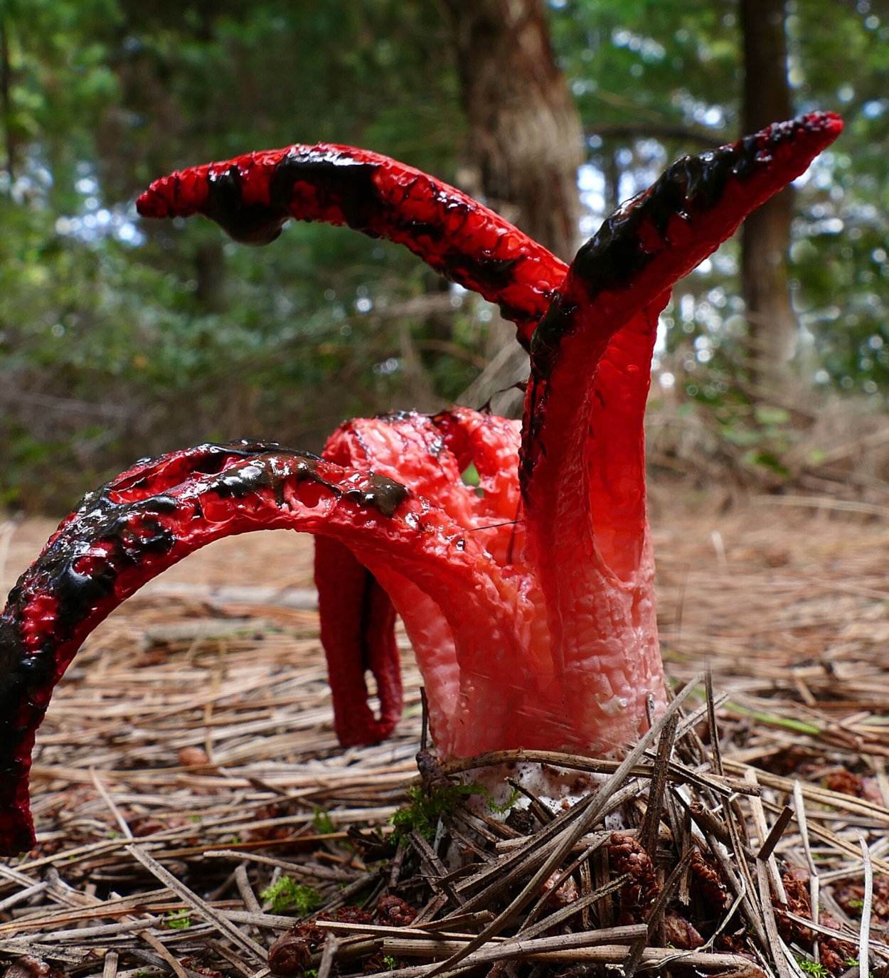 Гриб Hydnellum ferrugineum
