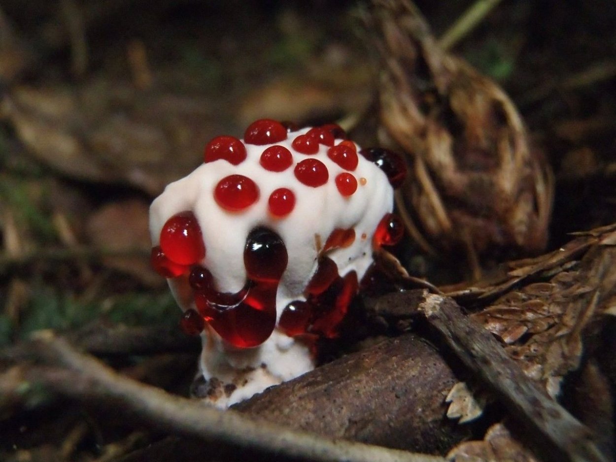 Ежовик кровоточащий / Hydnellum peckii