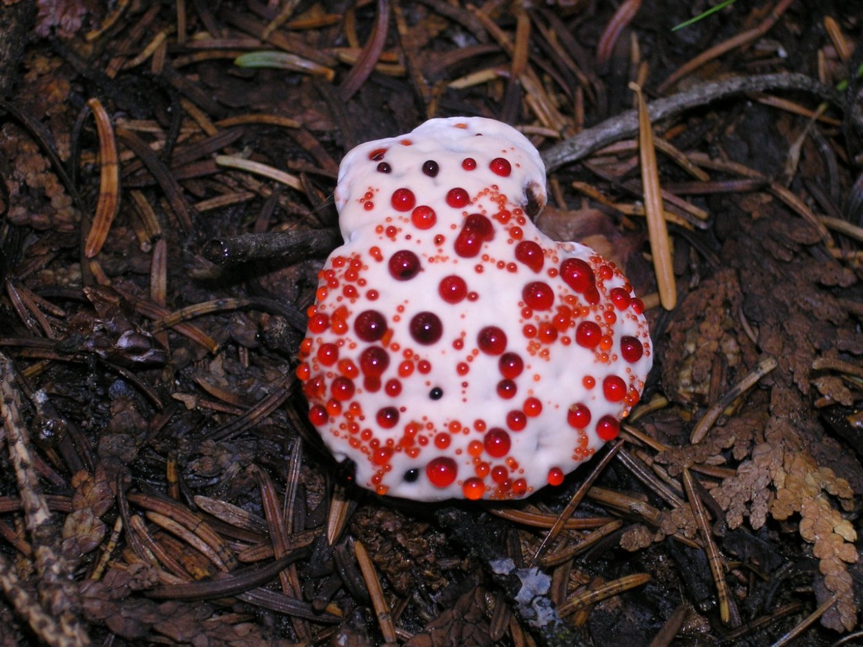 Кровоточащий гриб (Hydnellum peckii)