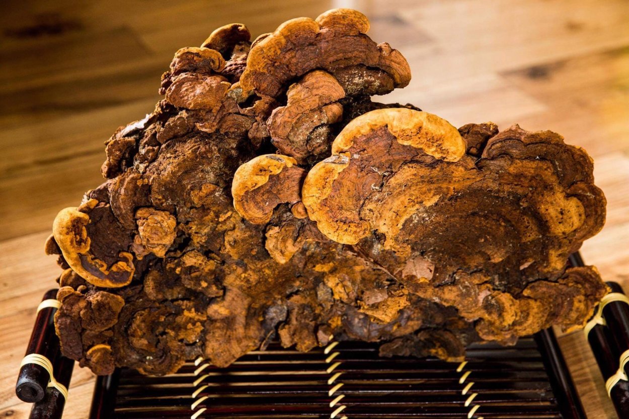 Mesima (Phellinus Linteus