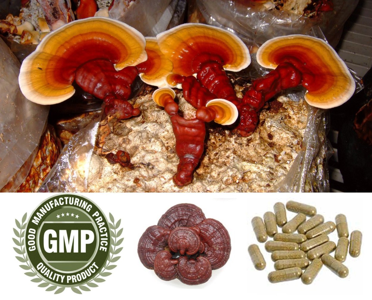 Ganoderma lucidum в горшке