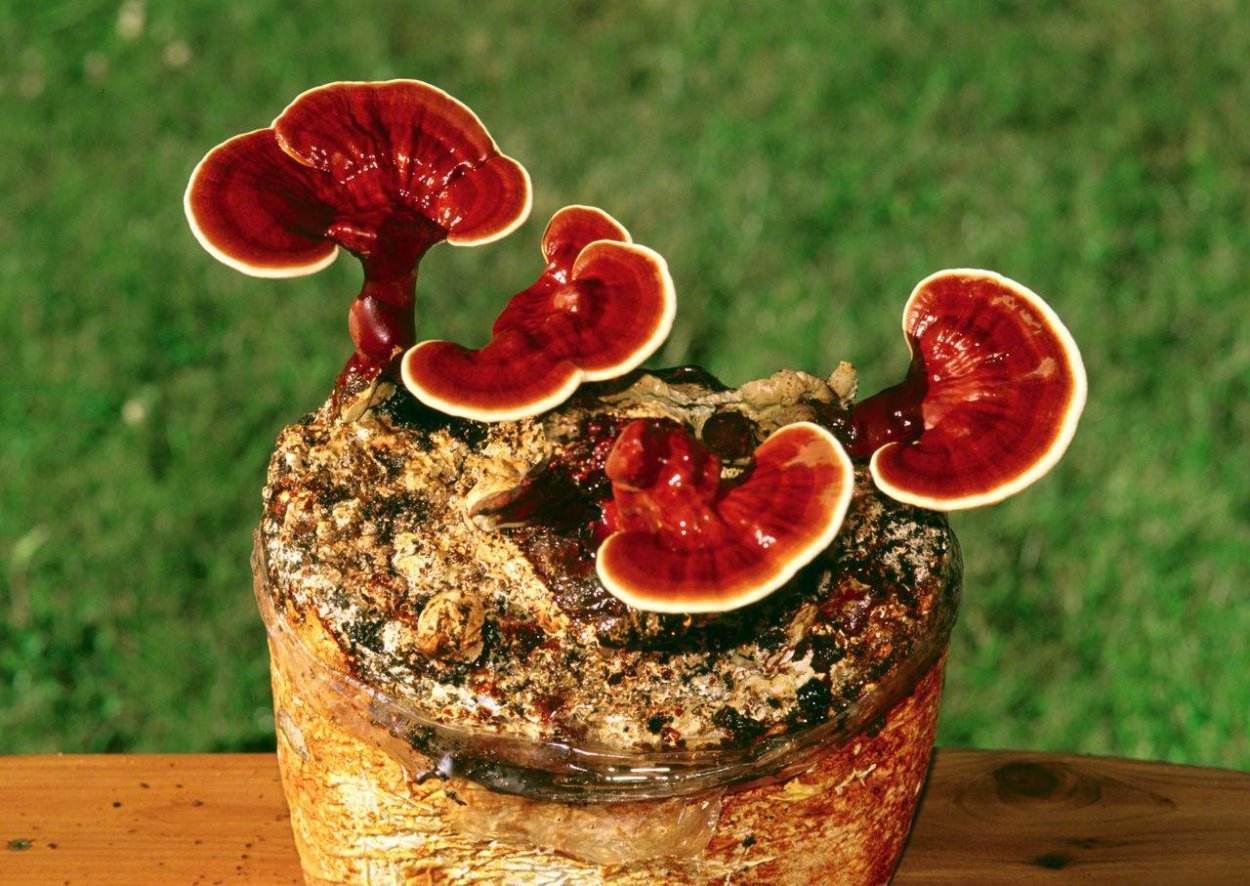 Гриб Ganoderma lucidum