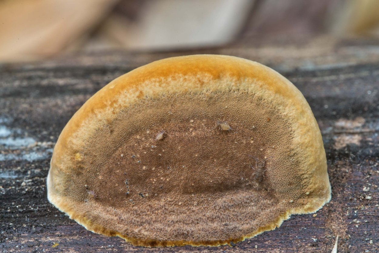 Fuscoporia Gilva