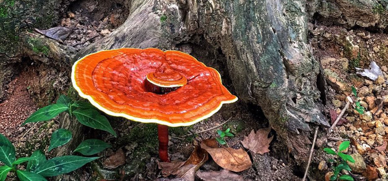 Рейши (Ganoderma lucidum)