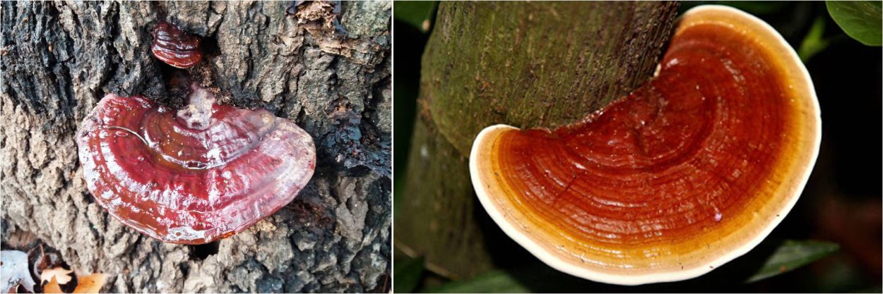 Mesima (Phellinus Linteus