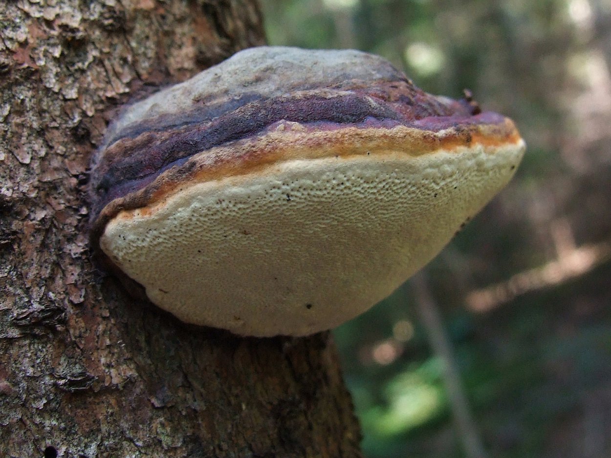 Fomitopsis pinicola - трутовик Сосновый молодой