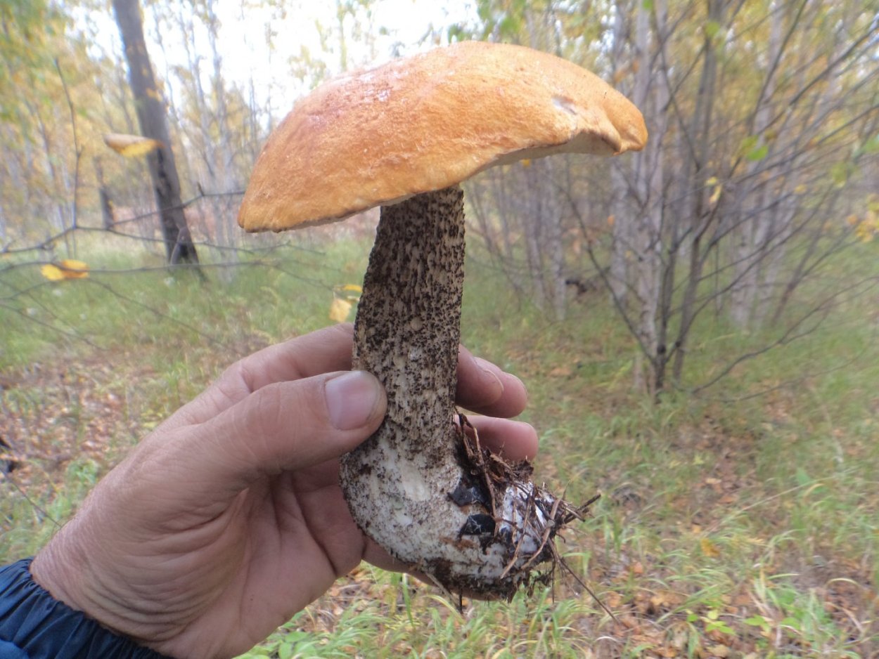 Королевский обабок