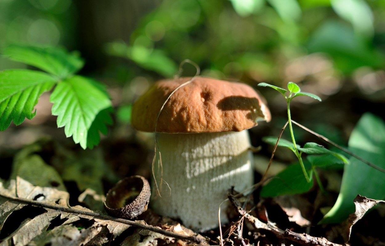 Мухомор красный (Amanita muscaria)