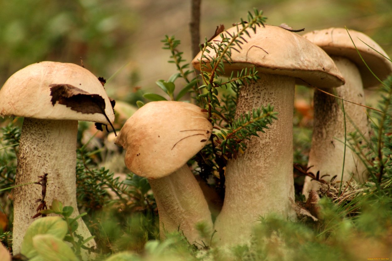 Boletus хвойный лес