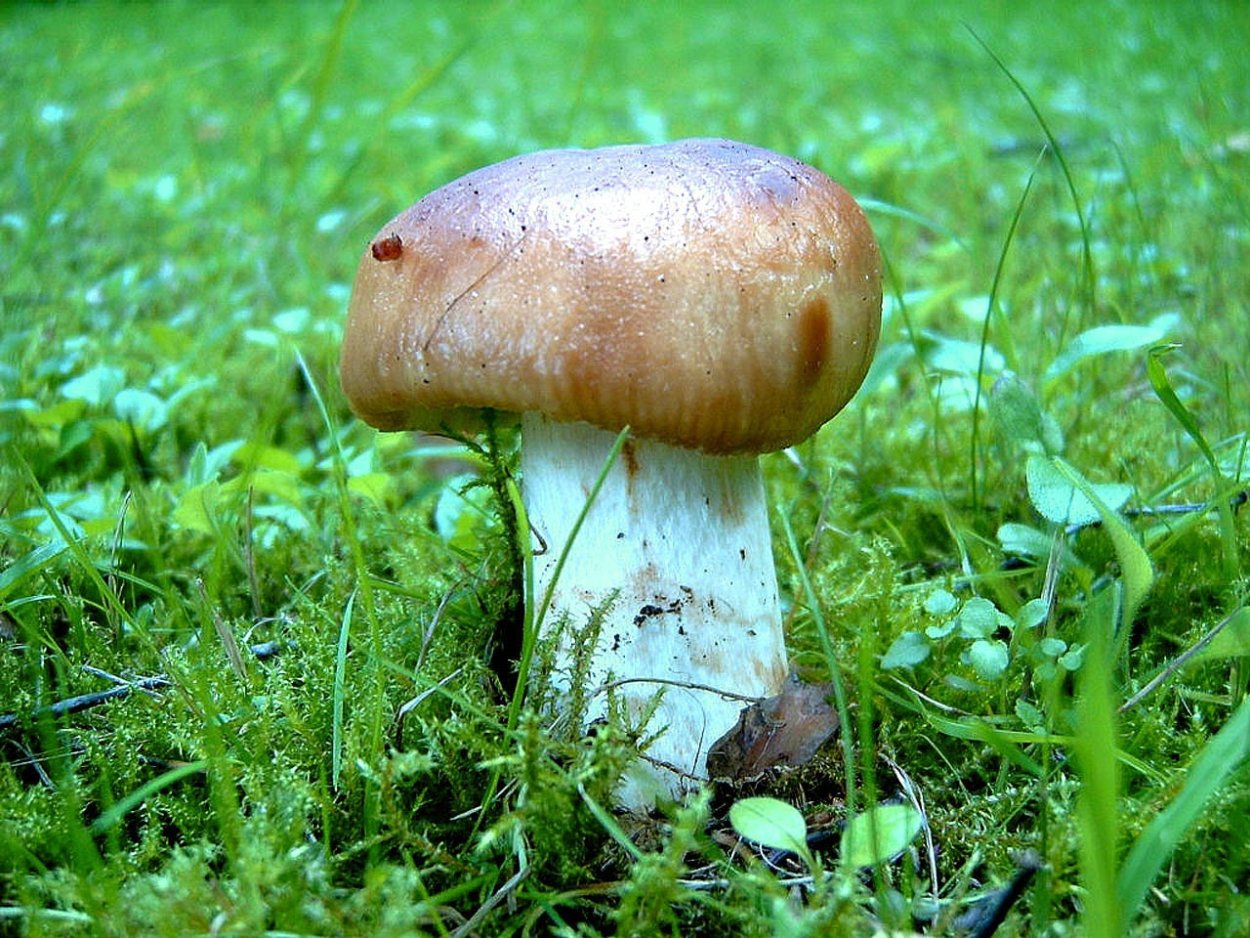 Белопольские грибы