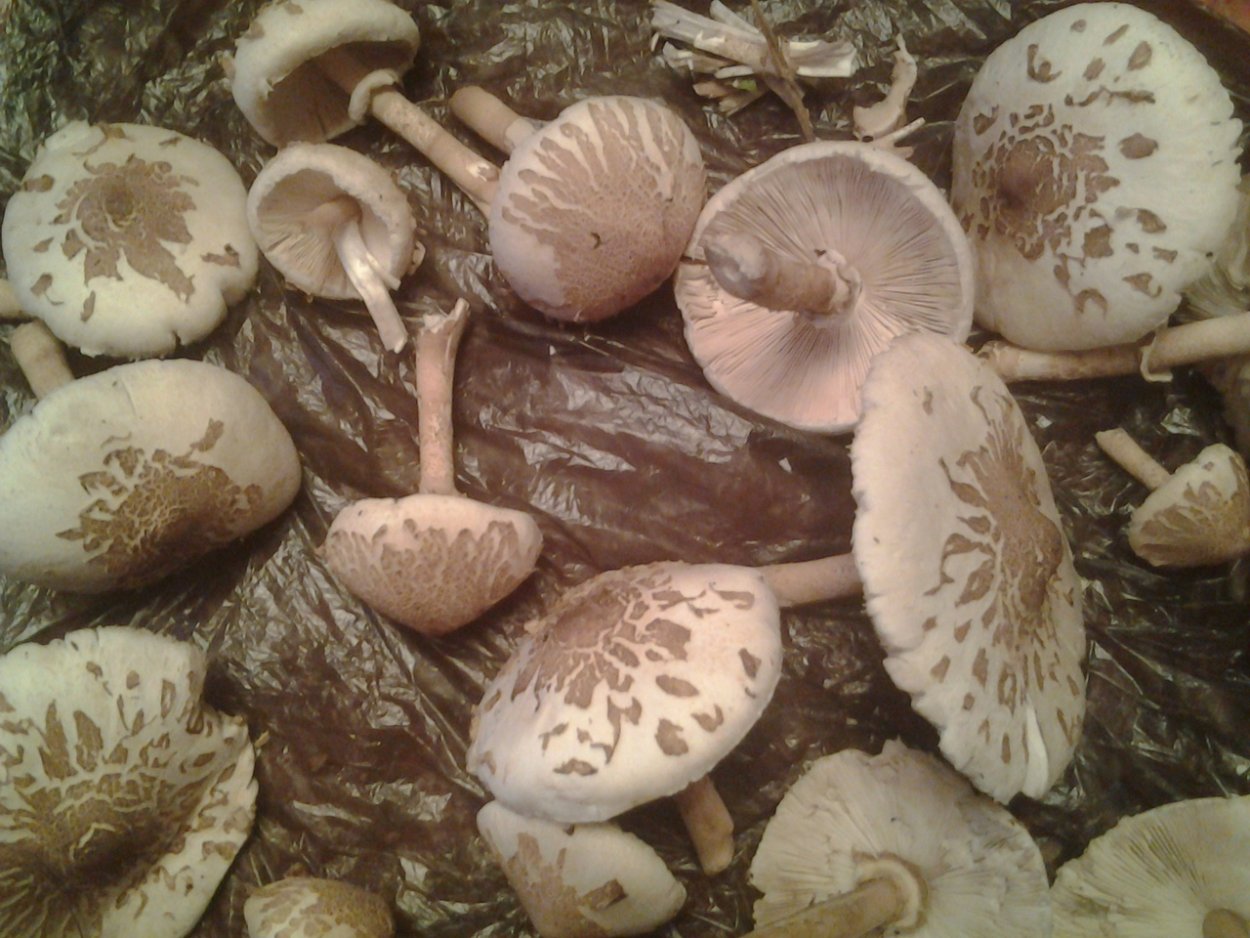 Geopyxis catinus