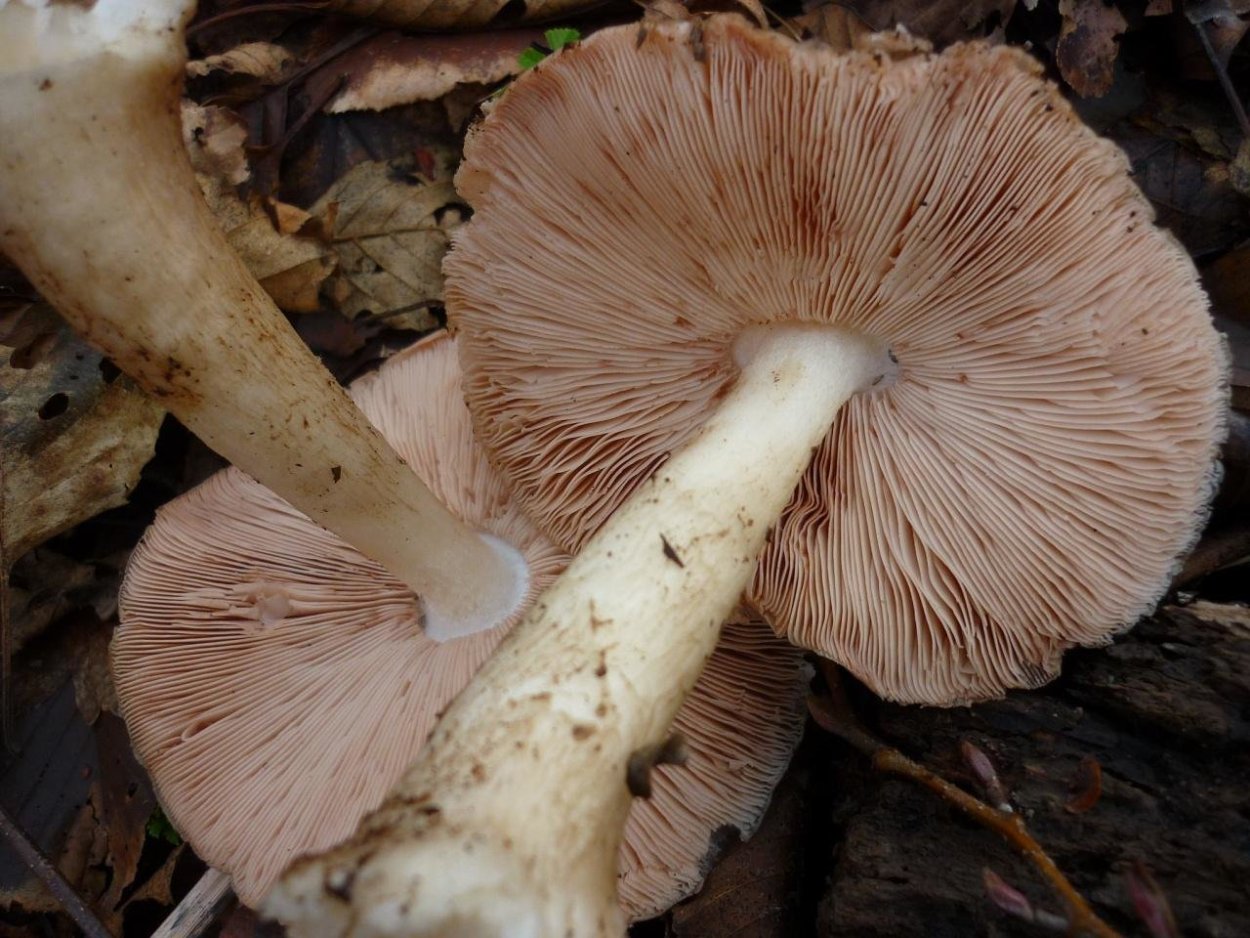 Плютей Олений Pluteus cervinus