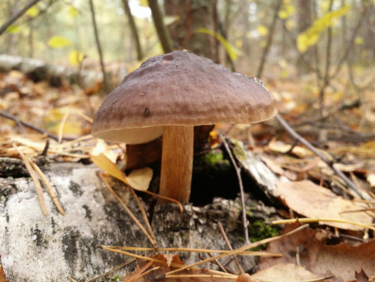 Плютей Олений Pluteus cervinus