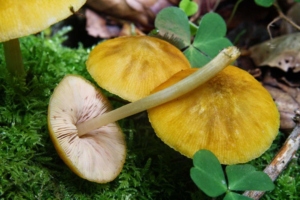 Pluteus umbrosus