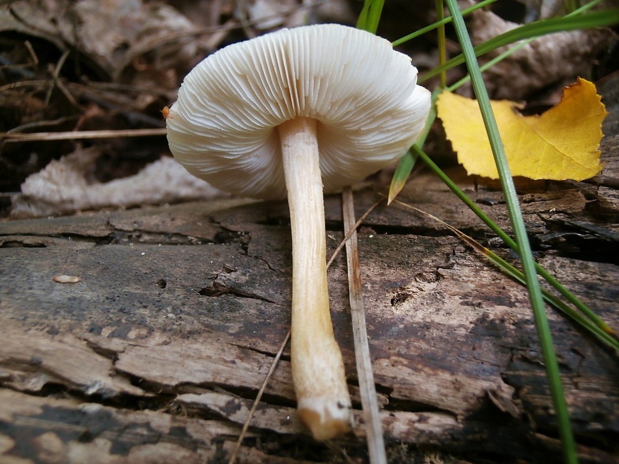 Гриб Volvariella speciosa
