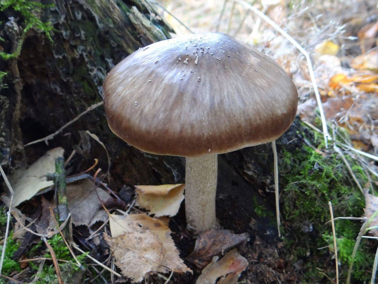 Плютей бледноватый (Pluteus satur)