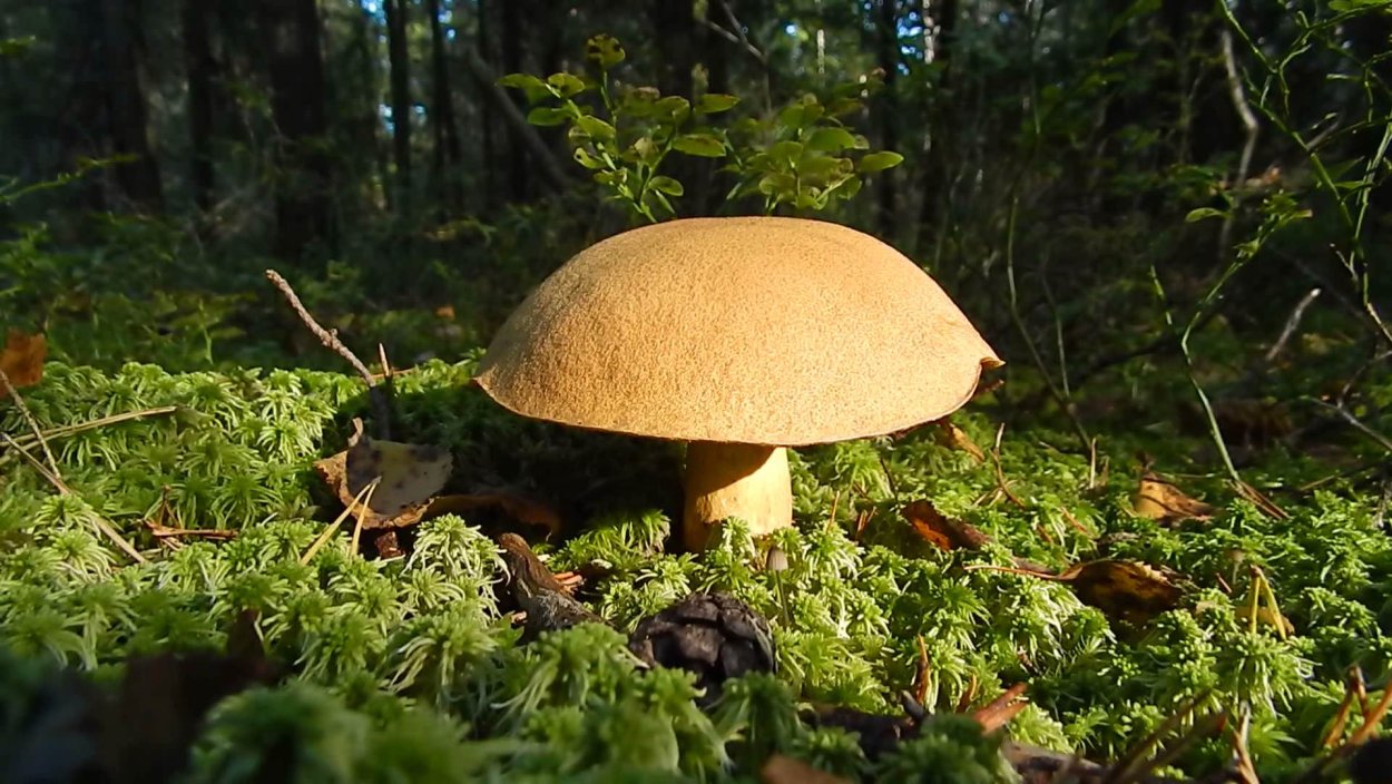 Грибы моховик Моравский